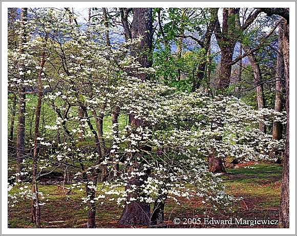 450374   Flowering dogwoods in Cades Cove, SMNP 